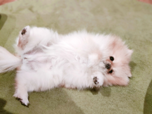 ぽぽちのハゲに気づいて病院へ！アロペシアXかと思ったら…まさか【甲状腺機能低下症の疑い】と判明