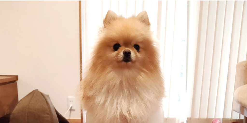 「あれ?」違和感放置で大量のフケが発生!知らないうちに進行していた、ぽぽちの脱毛症状について