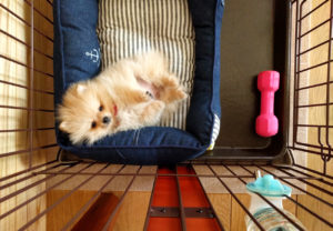 【お迎え編】ぽぽちがついに我が家にやってきた！まず始めに準備したアイテム８選をご紹介します