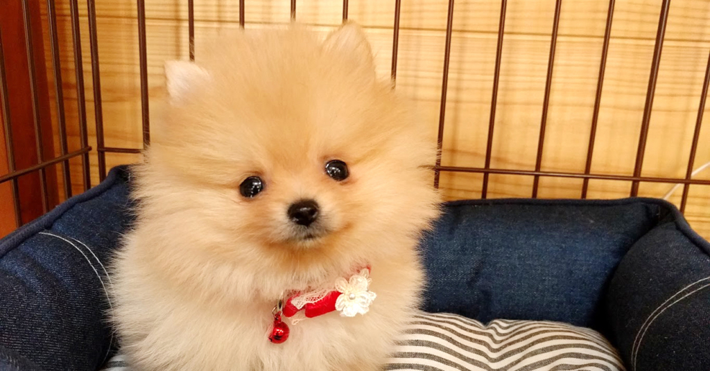 【出会い編】幼児がいるのに子犬をお迎えしても本当に大丈夫?ぽぽちのお迎えを決意したきっかけ。