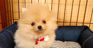 【出会い編】幼児がいるのに子犬をお迎えしても本当に大丈夫？ぽぽちのお迎えを決意したきっかけ。