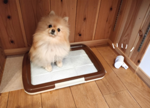 我が家のトイレのしつけ変遷。100均DIYをやめて人感センサーを買った話