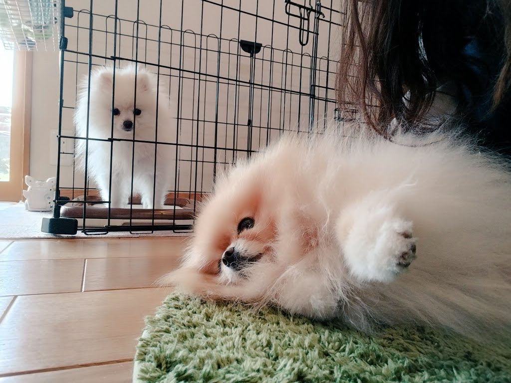 ぱぴちをお迎えするまでの話――2匹目って、どうやって決めるの？